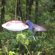 Violet Sabrewing